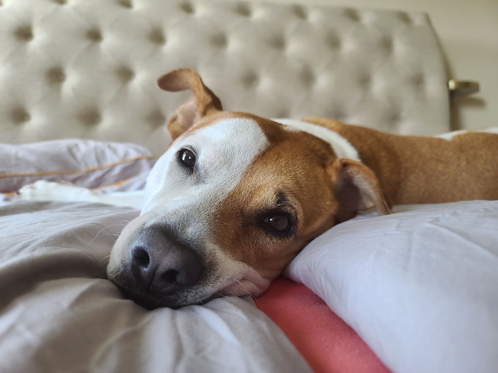 Senior hond rust comfortabel uit op zijn slaapplek