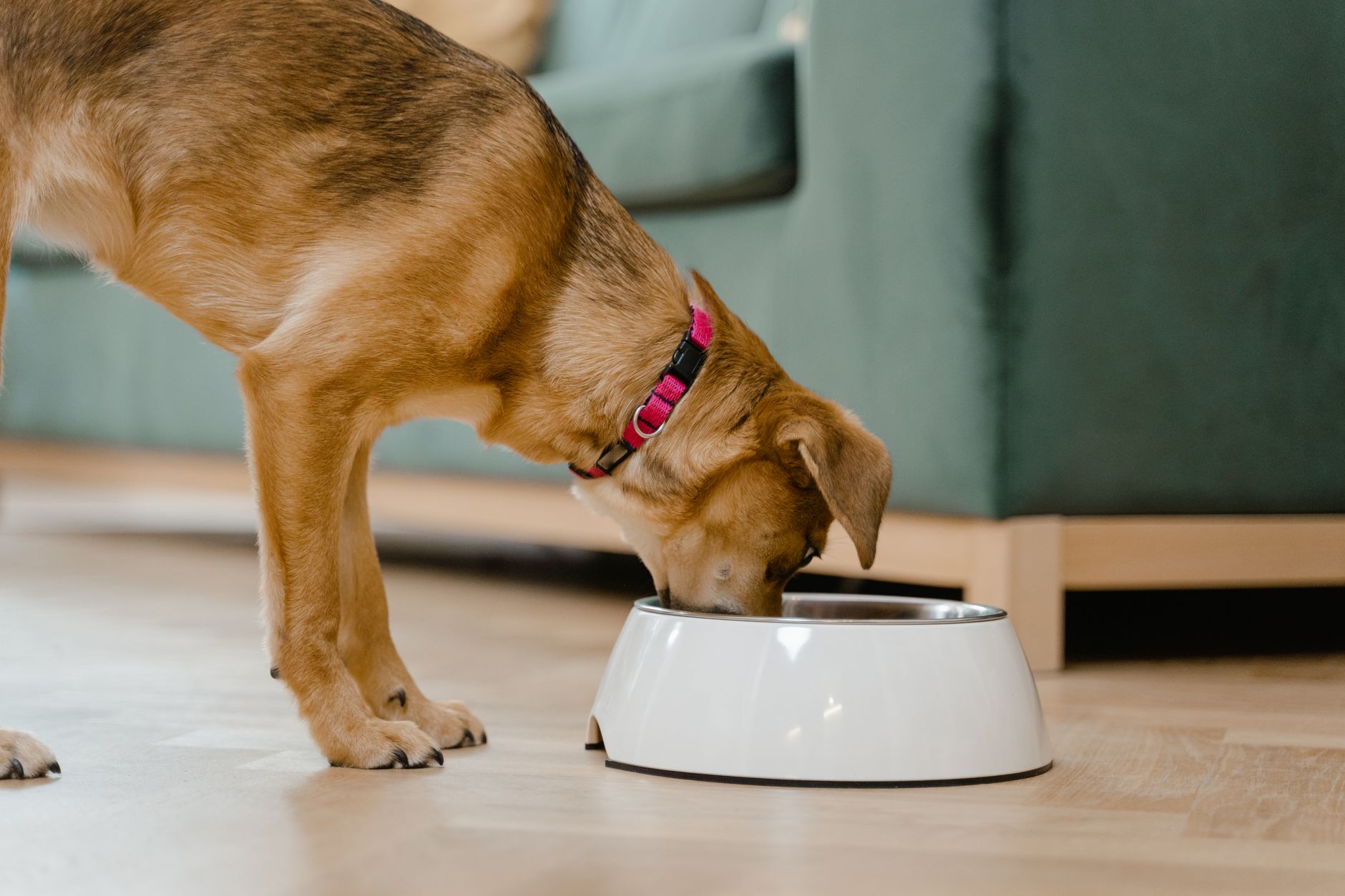 Hond eet met plezier uit zijn voerbak