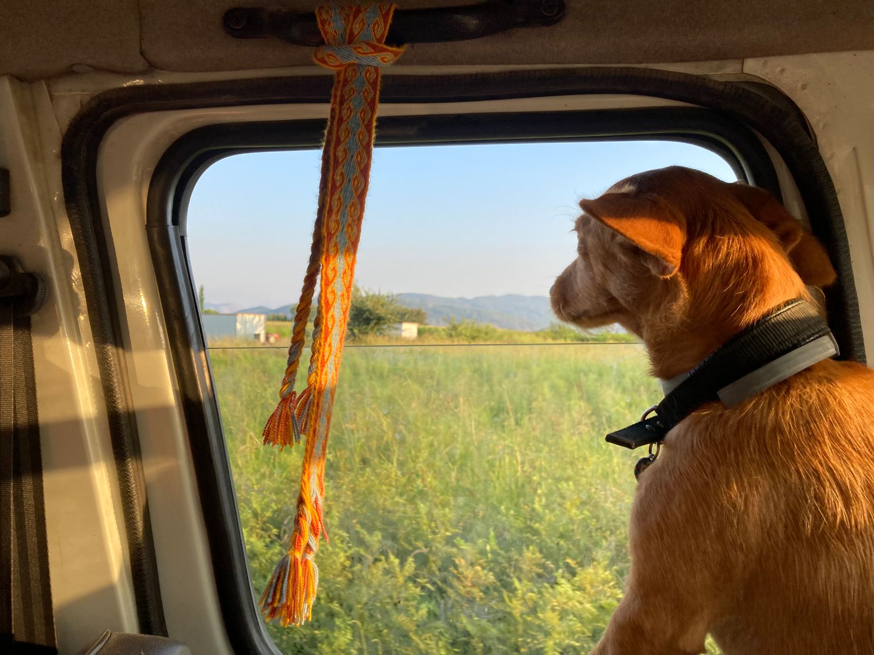 Hond kijkt uit het autoraampje tijdens een rit