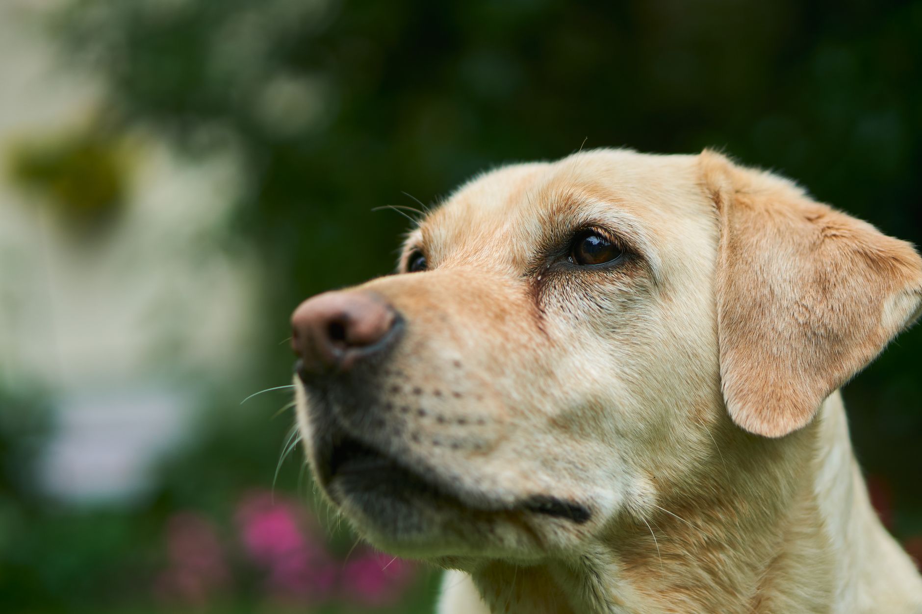 Labrador portret buiten — Boef, de hond van Katleen