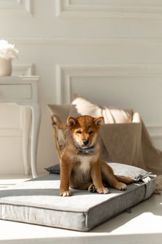 Waterproof benchmat voor honden