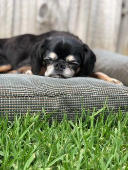 Stevige canvas benchmat voor honden